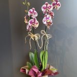 ÇİFT DAL MOR BENEKLİ ORKİDE