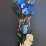 ÇİFT DAL MAVİ ORKİDE