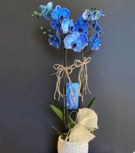 ÇİFT DAL MAVİ ORKİDE