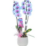 ÇİFT DAL PRENSES ORKİDE