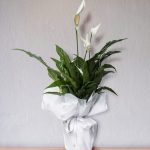 BARIŞ ÇİÇEĞİ BEYAZ (Spathiphyllum) (küçük boy)