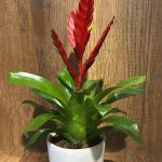 ALEV KILICI KIRMIZI (vriesea) (seramikli)