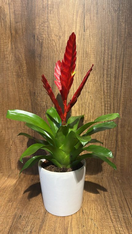 ALEV KILICI KIRMIZI (vriesea) (seramikli)