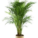 AREKA PALMİYE (orta boy) (seramikli)