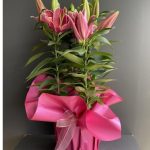 LİLYUM ZAMBAK (pembe)