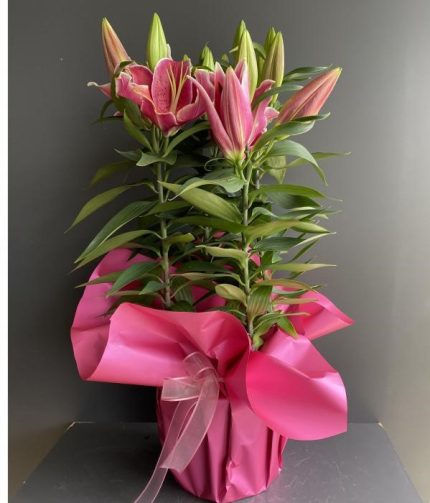 LİLYUM ZAMBAK (pembe)