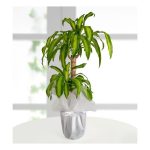 2'li MASSANGEANA ÇİÇEĞİ (mısır bitkisi)