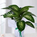 DİFENBAHYA ÇİÇEĞİ (dieffenbahchia) (orta boy)