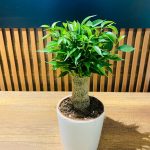 FİCUS BENJAMİNA (küçük boy) (seramikli)