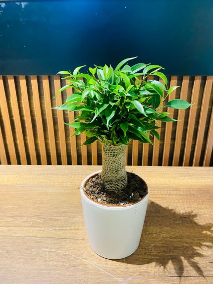 FİCUS BENJAMİNA (küçük boy) (seramikli)