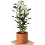 ÇİFT DAL BAMBU BEYAZ ORKİDE (seramikli)