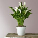 GALA ÇİÇEĞİ BEYAZ (seramikli)