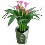 GALA ÇİÇEĞİ PEMBE (seramikli)