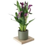 GALA ÇİÇEĞİ MOR (seramikli)