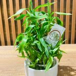 MİNİ BAMBU (seramikli)