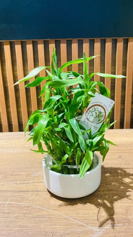 MİNİ BAMBU (seramikli)