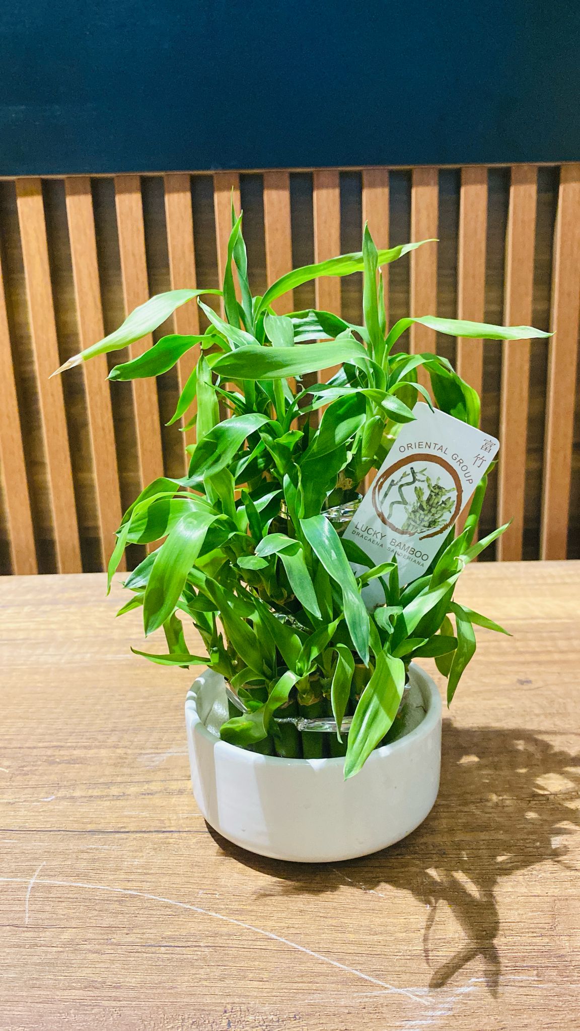 mini-bambu MİNİ BAMBU (seramikli) - Görsel 1