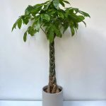 PACHİRA PARA ÇİÇEĞİ (büyük boy) (seramikli)