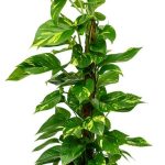 SALON SARMAŞIĞI (orta boy)