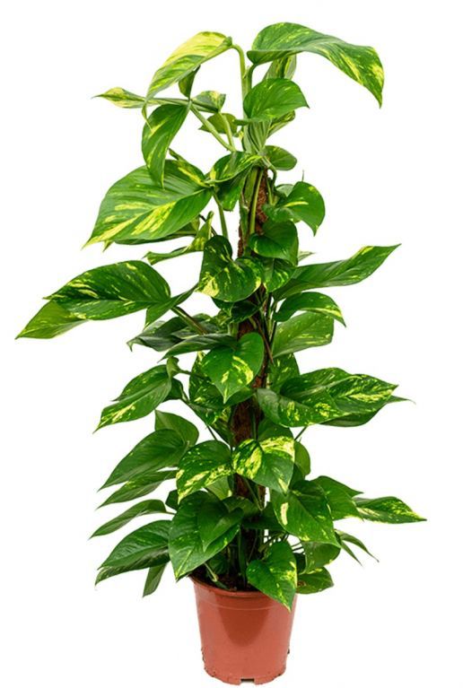 salon-sarmasıgı SALON SARMAŞIĞI (orta boy) - Görsel 1