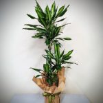 3'lü DRACAENA FRAGRANS ÇİÇEĞİ
