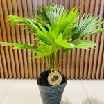 LİVİSTONA (salon palmiyesi)