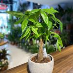 PACHİRA PARA ÇİÇEĞİ (orta boy) (seramikli)