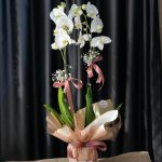 ÇİFT DAL BEYAZ ORKİDE