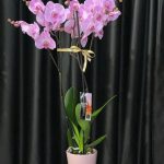 ÇİFT DAL PEMBE ORKİDE