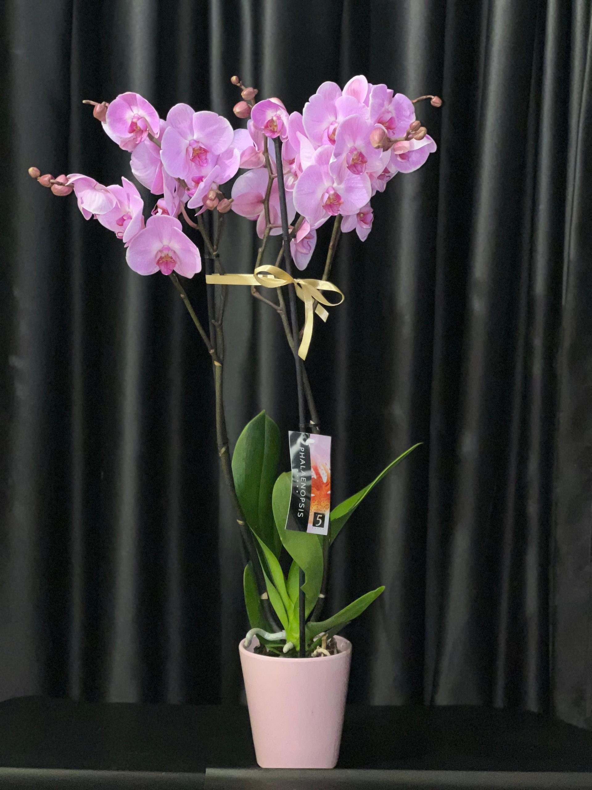 pembe-orkide ÇİFT DAL PEMBE ORKİDE - Görsel 1