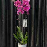 ÇİFT DAL LİLA ORKİDE