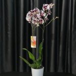 ÇİFT DAL BEYAZ MOR BENEKLİ ORKİDE