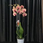 ÇİFT DAL TURUNCU ORKİDE