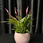BARIŞ ÇİÇEĞİ PEMBE (Spathiphyllum) SERAMİKLİ