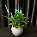 BARIŞ ÇİÇEĞİ MAVİ (Spathiphyllum) SERAMİKLİ