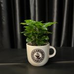 KAHVE AĞACI SERAMİKLİ