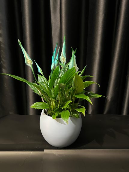 BARIŞ ÇİÇEĞİ MAVİ (Spathiphyllum) SERAMİKLİ