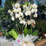 2 ORKİDE ÇİFT DALLI SERAMİKLİ