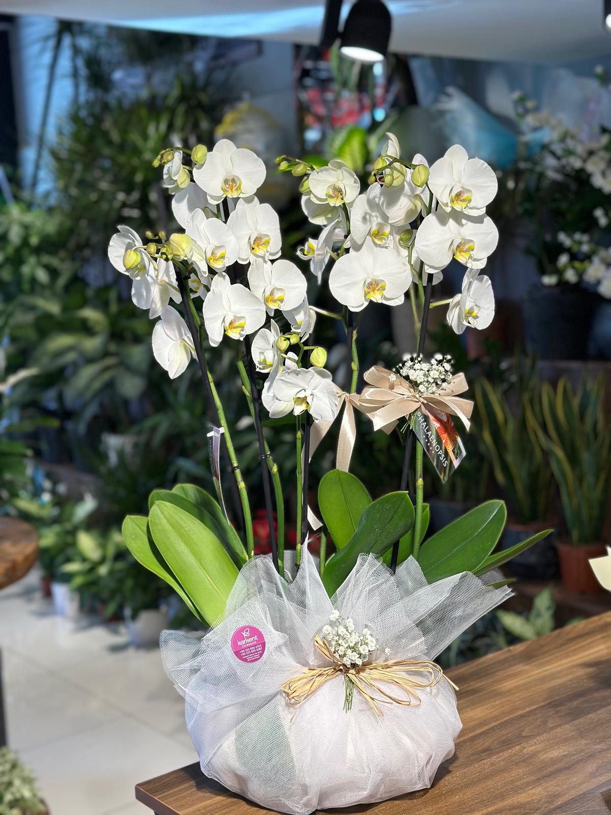 2-orkide-çift-dal 2 ORKİDE ÇİFT DALLI SERAMİKLİ - Görsel 1