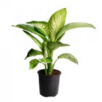 DİFENBAHYA ÇİÇEĞİ (Dieffenbachia) (küçük boy)