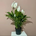BARIŞ ÇİÇEĞİ BEYAZ (Spathiphyllum)  (büyük boy)