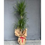 2'li MARGİNATA (orta boy)