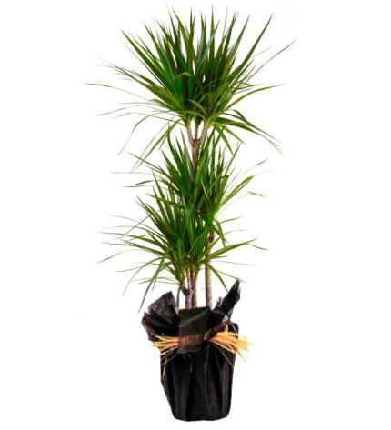 3'li MARGİNATA (orta boy)