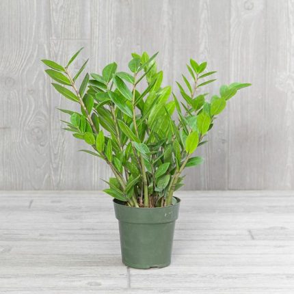 ZAMİOCULCAS PARA ÇİÇEĞİ (orta boy)